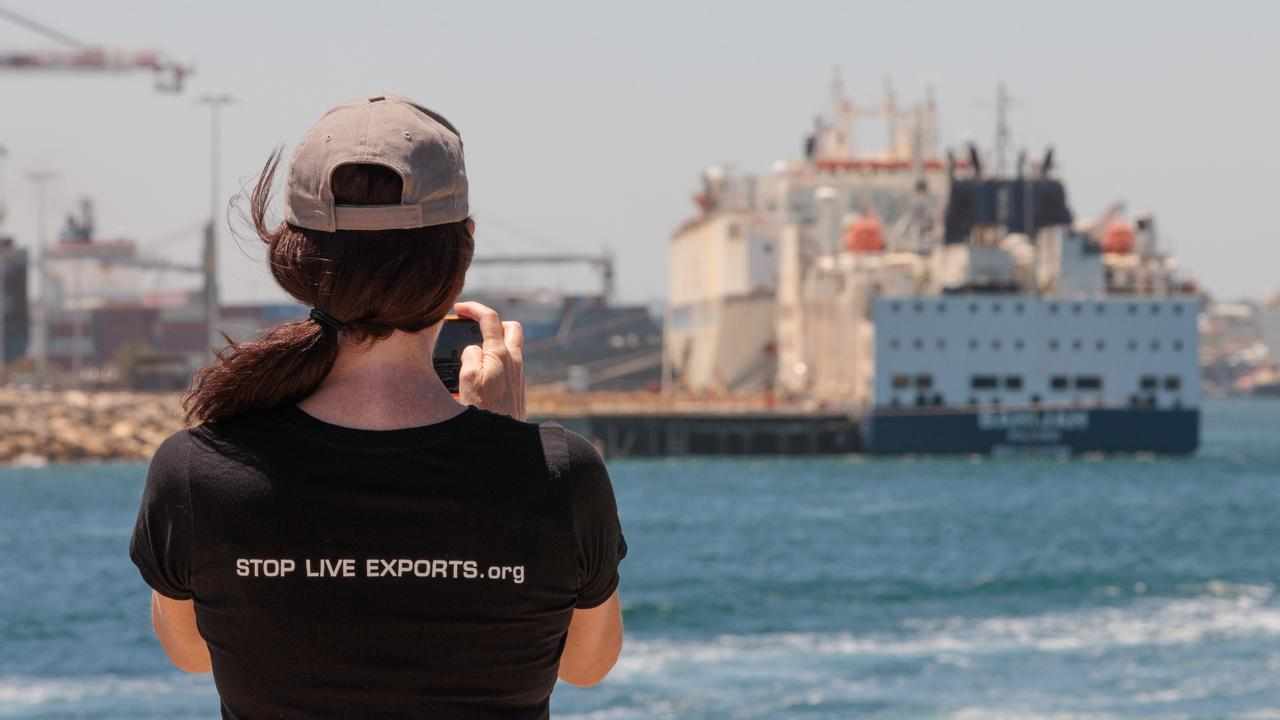 A woman wearing a Stop Live Exports tshirt films livestock carrier