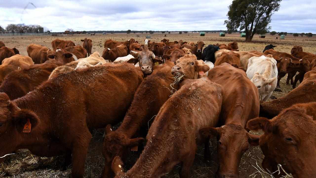 Bale feeding cattle during drought (file)