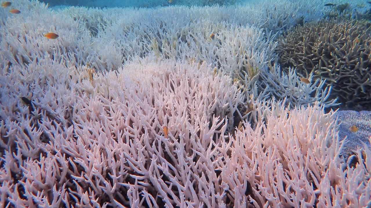 Bleached coral at Heron Island in Queensland