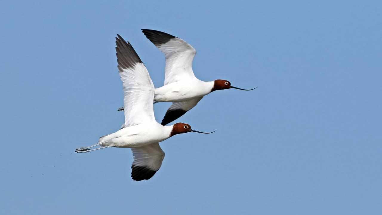Red-necked avocets 