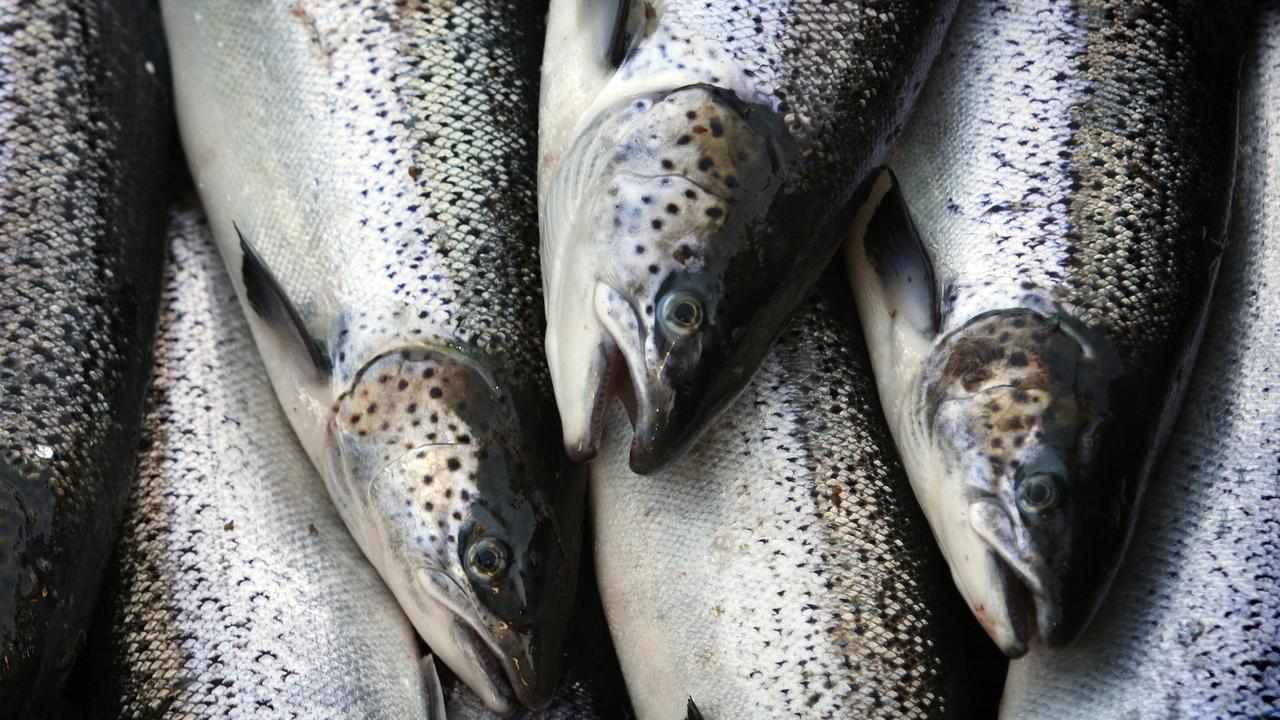 Farm-raised salmon