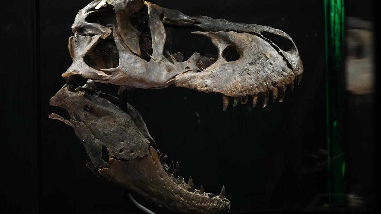 A Tyrannosaurus rex fossil