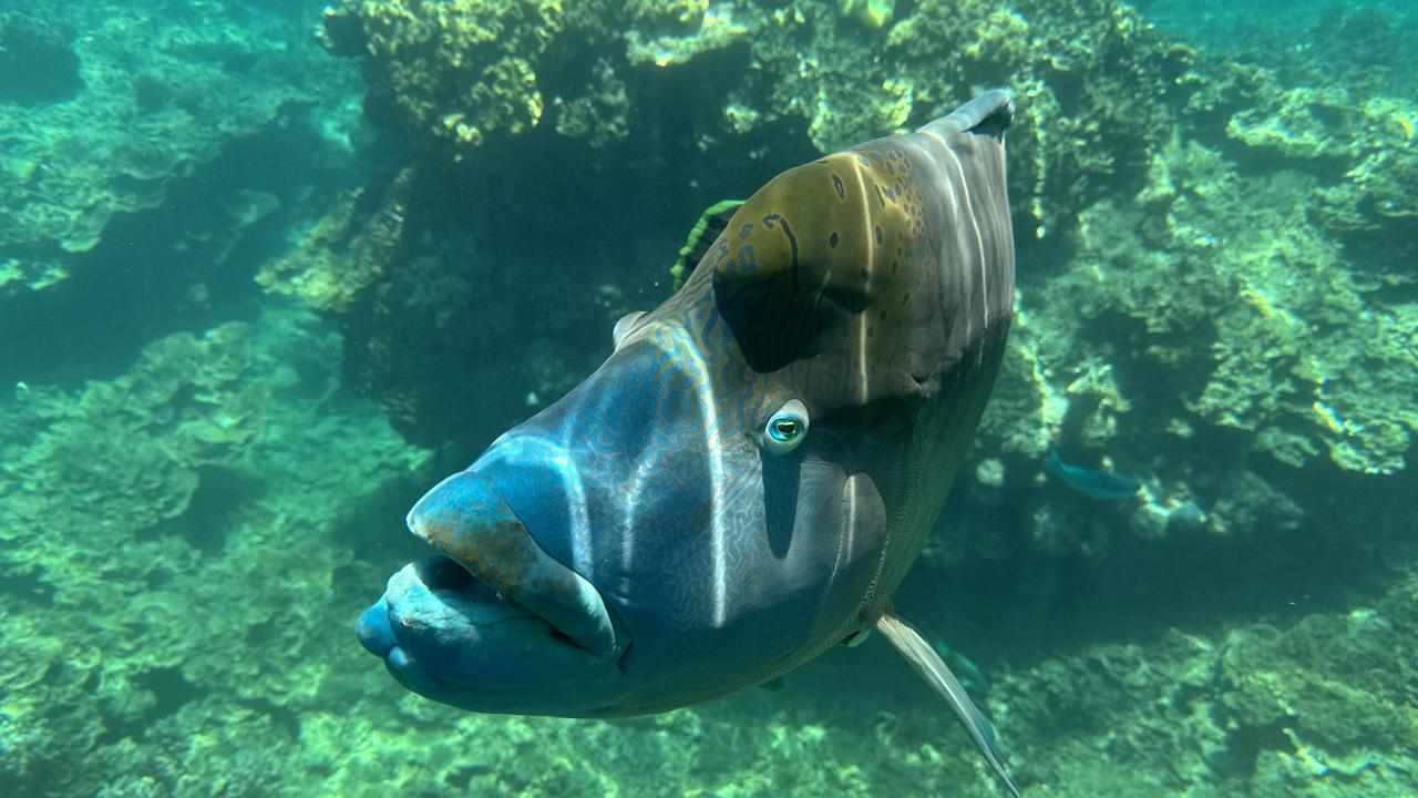 A fish in the Great Barrier Reef (file image)
