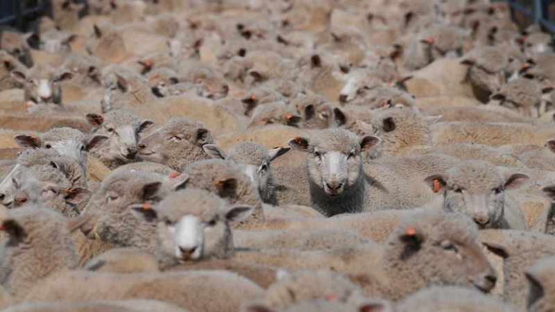 Lamb on the menu in up and down outlook for farmers