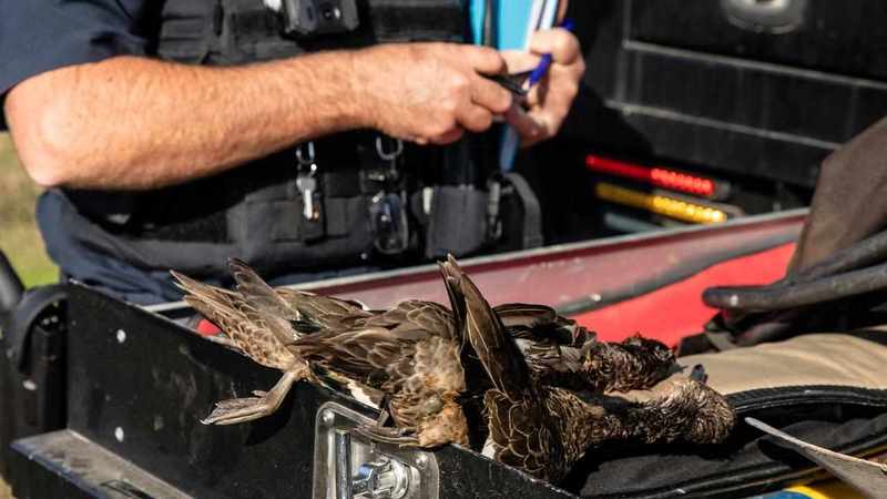 Dwindling duck numbers 'demand hunting ban'