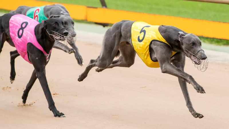 Two years for greyhound racers to clean up or close up