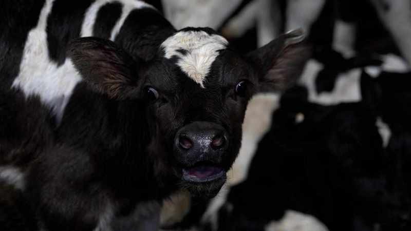 Abattoir footage prompts fresh think on animal welfare
