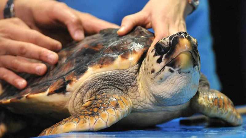 Rare sea turtle lays 'precious' eggs on mid-north coast