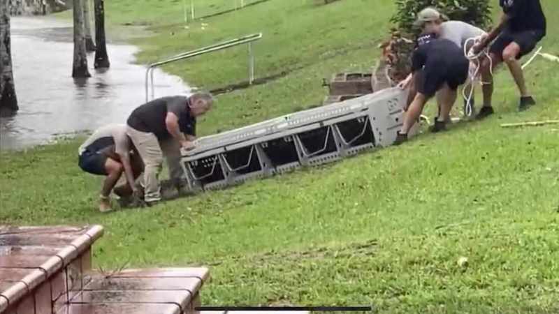 Crocodile captured swimming in Queensland floodwaters