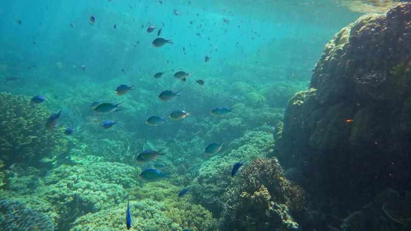 Impact on reef, wildlife major concern after Jasper