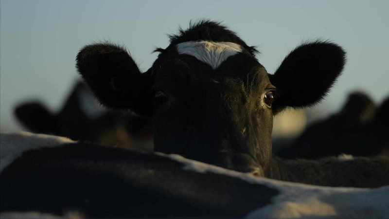 Anthrax outbreak kills cattle on Victorian property