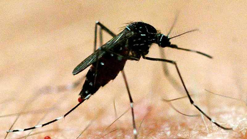 Ross River virus warning, thousands of cases predicted