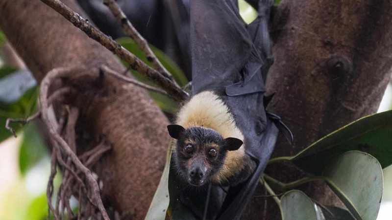 Search for children who may have handled infected bat