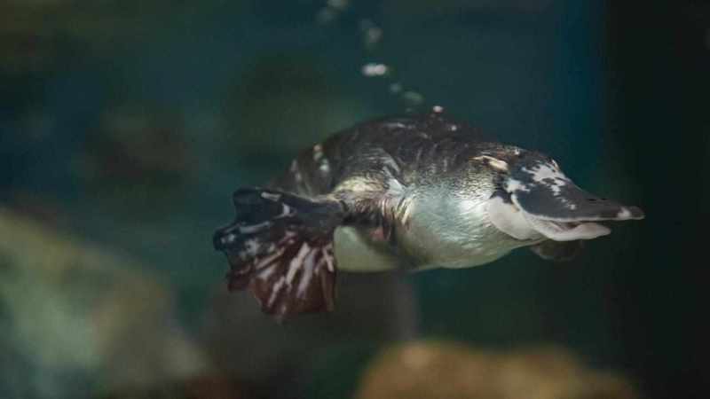 Platypus rescue centre to be refuge for at-risk animal