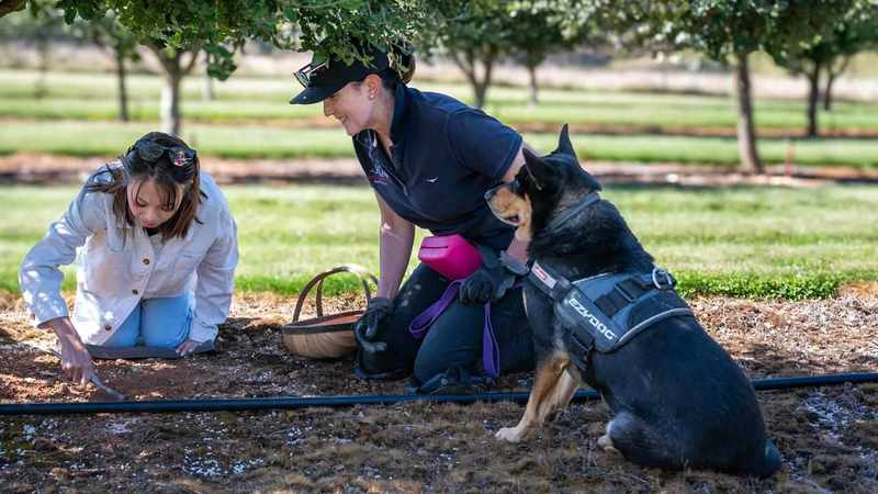 Sarge sniffs success as truffles tempt rural tourists