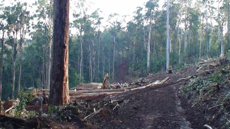 Victoria swings axe to fell native logging industry