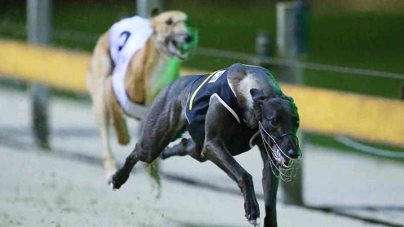 Baiting bust renews calls to outlaw greyhound racing