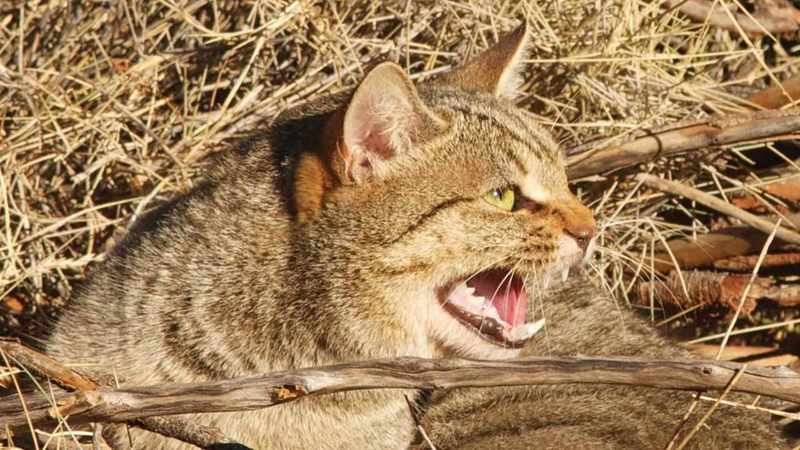 Plan to shield native species from threat posed by cats