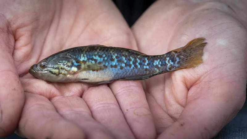 Once-extinct 'zombie fish' are back for a wild time
